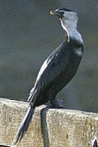 Little Pied Cormorant - Photo copyright Forento New Zealand