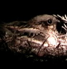 Long-tailed Nightjar - Photo copyright Dave Ferguson