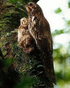 Long-tailed Potoo - Photo copyright Amazonia Lodge
