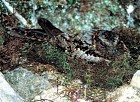 Lyre-tailed Nightjar - Photo copyright Tropical Birding