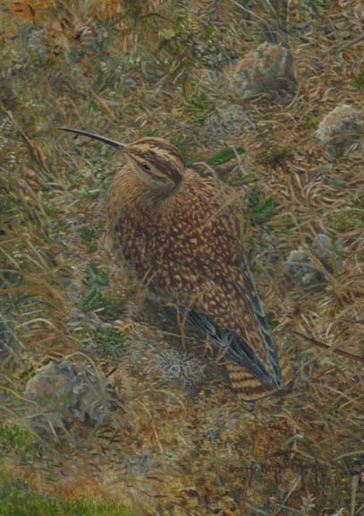 Eskimo Curlew - Image copyright Barry MacKay