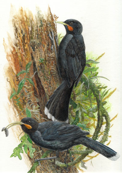 Huia - Image copyright Barry MacKay