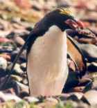 Macaroni Penguin - ENDANGERED - Photo copyright Peter and Barbara Barham