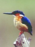 Malagasy Kingfisher - Photo copyright Guiliano Gerra and Silvio Sommazzi