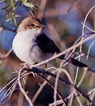 Mariqua Flycatcher - Photo copyright Jean-Philippe Paris