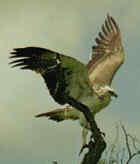 Martial Eagle - Photo copyright Ross Warner