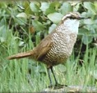 Moustached Turca - Photo copyright John DiGrazia of Birding in Peru