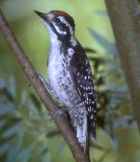 Nuttall's Woodpecker - Photo copyright Don DesJardin