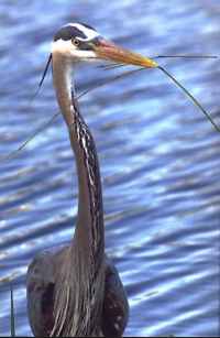 Great Blue Heron Building the Nest - Photo copyright Peter Wallack