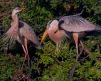 Great Blue female flirts with Male - Photo copyright Peter Wallack