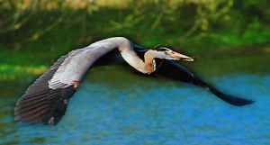 Great Blue Heron Flying to Nest - Photo copyright Peter Wallack