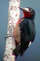 Puerto Rican Woodpecker - Photo copyright Raphael Roderiquez-Mojica