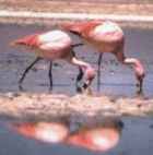 Puna Flamingo - Courtesy of Alta Andino Tours