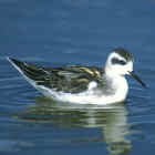 Red-necked Phalarope - Photo copyright Don DesJardin