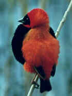 Red Bishop - Photo copyright Birdlife On-Line Magazine