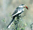 Red-billed hornbill - Photo copyright Nick Lowton