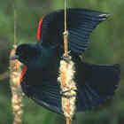 Red-winged Blackbird - Photo by Don DesJardins