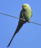 Rose-ringed Parakeet - Photo copyright Bill Scholtz