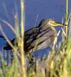 Rufous-bellied Heron - Photo copyright Zoo in the Wild