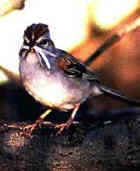 Rufous-Winged Sparrow - Photo by Bob O'Brien