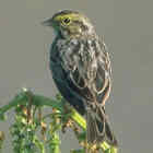 Savannah Sparrow - Photo copyright Don DesJardin