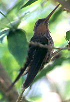 Saw-billed Hermit - Photo copyright Trevor Feltham