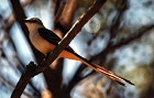 Scissor-tailed Flycatcher - Photo copyright Trevor Feltham