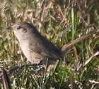 Short-billed Canastero - Photo copyright Arthur Grosset