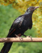 Slender-billed Starling - Photo copyright Frank Teigler