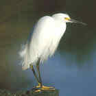 Snowy Egret - Photo copyright Don DesJardin