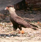 Southern Caracara - Photo copyright Trevor Feltham