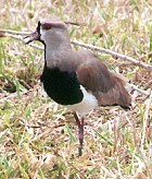 Southern Lapwing - Photo copyright Trevor Feltham