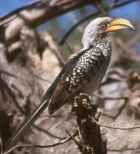 Southern Yellow-billed Hornbill - Photo copyright David Geale