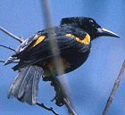 St. Lucia Oriole - Photo copyright Don Roberson