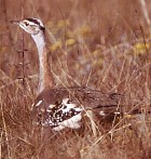 Stanley's Bustard - Photo copyright Bruce Marcot