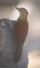 Straight-billed Woodcreeper - Photo copyright Jurgen Beckers