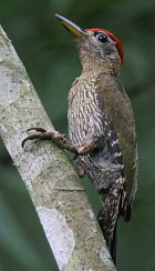 Streak-breasted Woodpecker - HideoTani