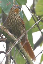 Striated Softtail - Photo copyright Arthur Grosset