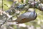 Stripe-crowned Spinetail - Photo copyright Arthur Grosset