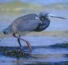 Tri-colored Heron - Photo copyright Don DesJardin