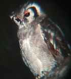 Verreaux's Eagle-Owl - Photo copyright Graham Cooke
