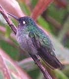 Violet-headed Hummingbird - Photo copyright Richard Garrigues