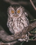 Whiskered Screech-Owl - Photo copyright Steve Metz
