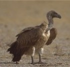 White-backed Vulture - Photo copyright Eric Van Poppel