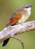 White-browed Coucal - Photo copyright John Parr