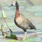 White-faced Whistling-Duck - Photo copyright David Geale