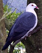 White-headed Pigeon - Photo copyright Jeff Drudge