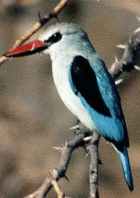 Woodland Kingfisher - Photo copyright Paul and Helen Harris