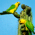 Yellow-shouldered Parrot - Courtesy of the Bonaire Board of Tourism