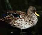 Yellow-billed Duck - Photo copyright Erigen Birding Pages